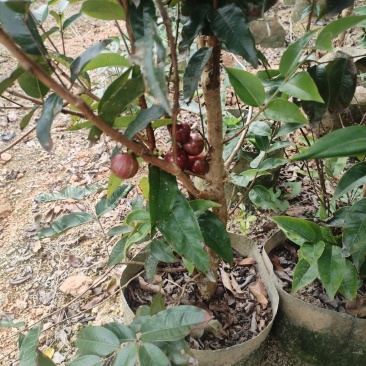 嘉宝果苗，基地一手货源成活率保障提供技术指导量大优惠