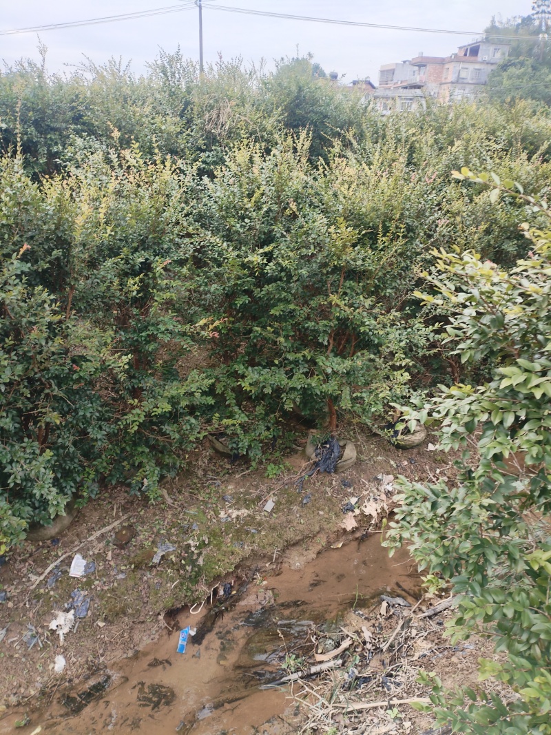 嘉宝果苗，基地一手货源成活率保障提供技术指导量大优惠