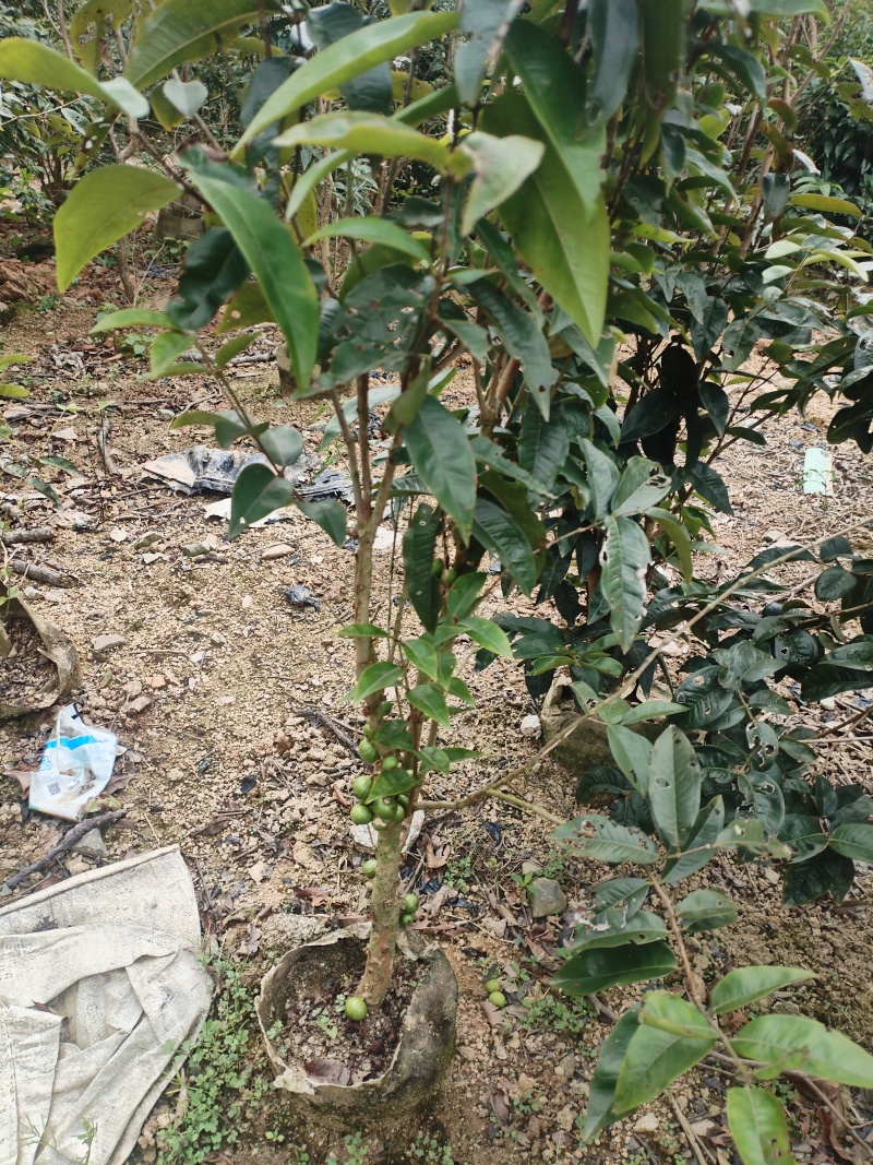 嘉宝果苗，基地一手货源成活率保障提供技术指导量大优惠