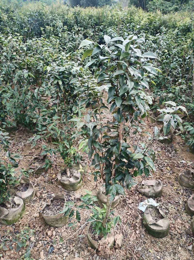 嘉宝果苗，基地一手货源成活率保障提供技术指导量大优惠