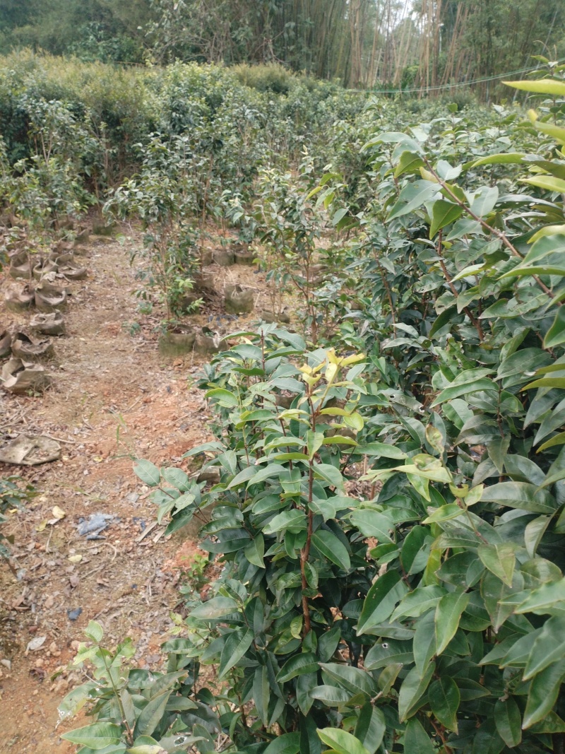 嘉宝果苗，基地一手货源成活率保障提供技术指导量大优惠