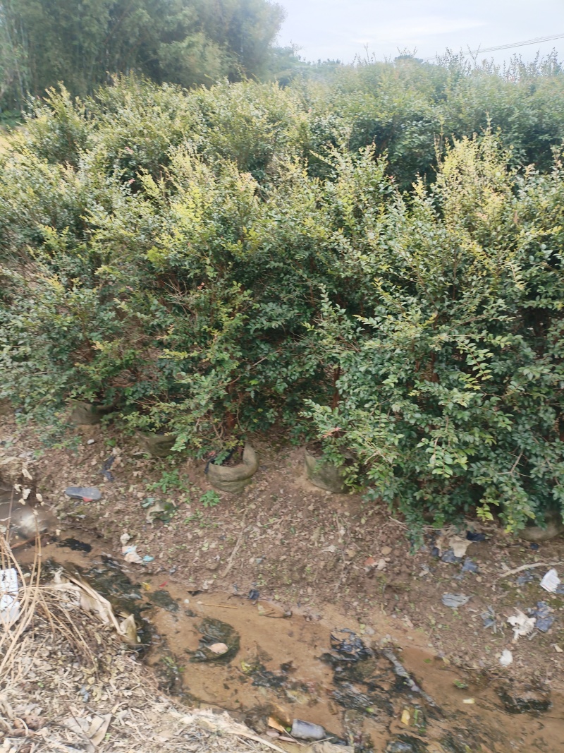 嘉宝果苗，基地一手货源成活率保障提供技术指导量大优惠