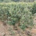 嘉宝果苗，基地一手货源成活率保障提供技术指导量大优惠
