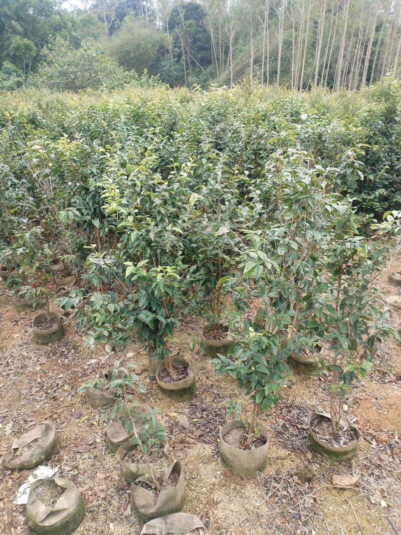 嘉宝果苗，基地一手货源成活率保障提供技术指导量大优惠