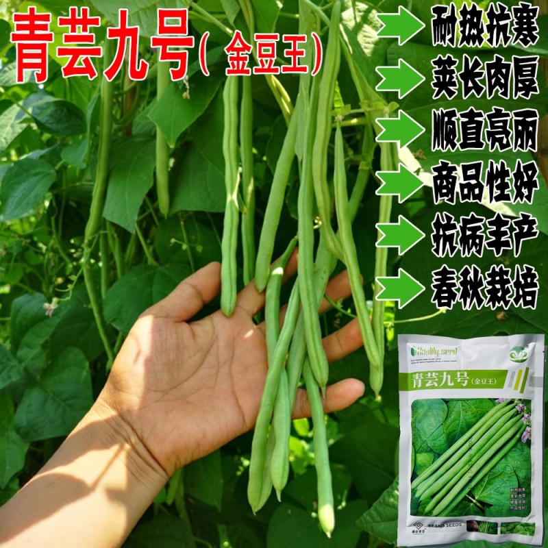 青芸九号小金豆种籽春秋播种架豆种籽高产抗病无筋直杆鲜嫩