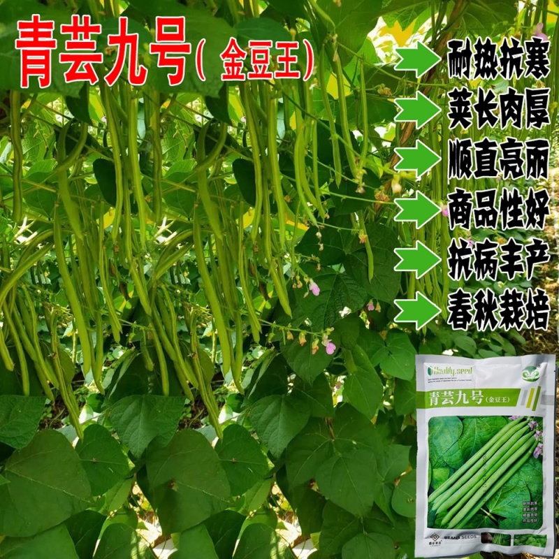 青芸九号小金豆种籽春秋播种架豆种籽高产抗病无筋直杆鲜嫩