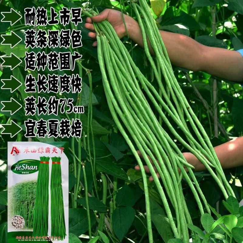 禾山绿霸天下长豇豆种籽早熟特高产春夏种植豆角种籽豆角种籽