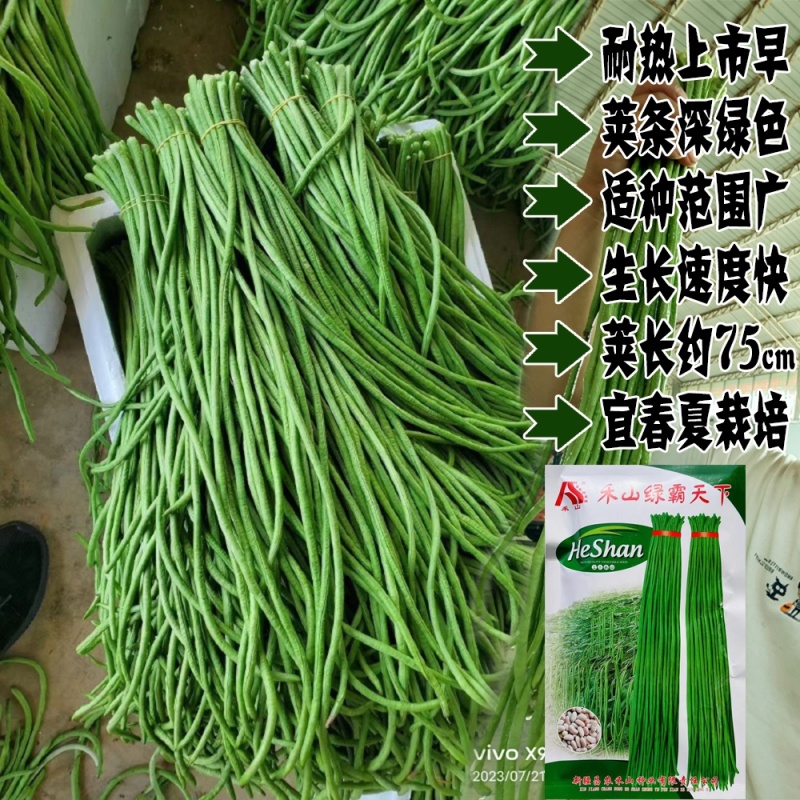 禾山绿霸天下长豇豆种籽早熟特高产春夏种植豆角种籽豆角种籽