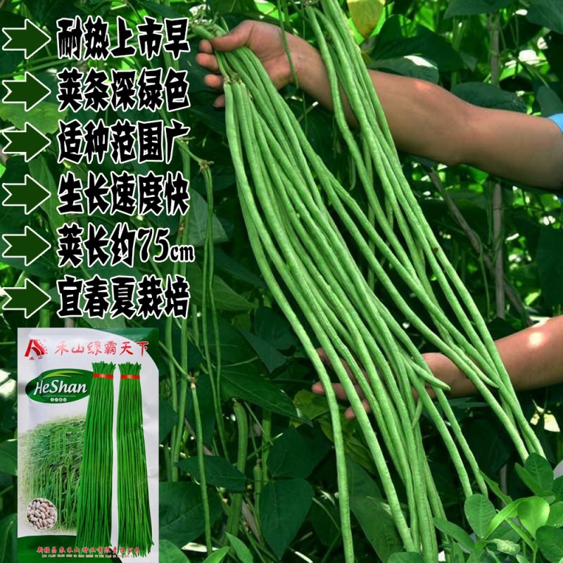 禾山绿霸天下长豇豆种籽早熟特高产春夏种植豆角种籽豆角种籽