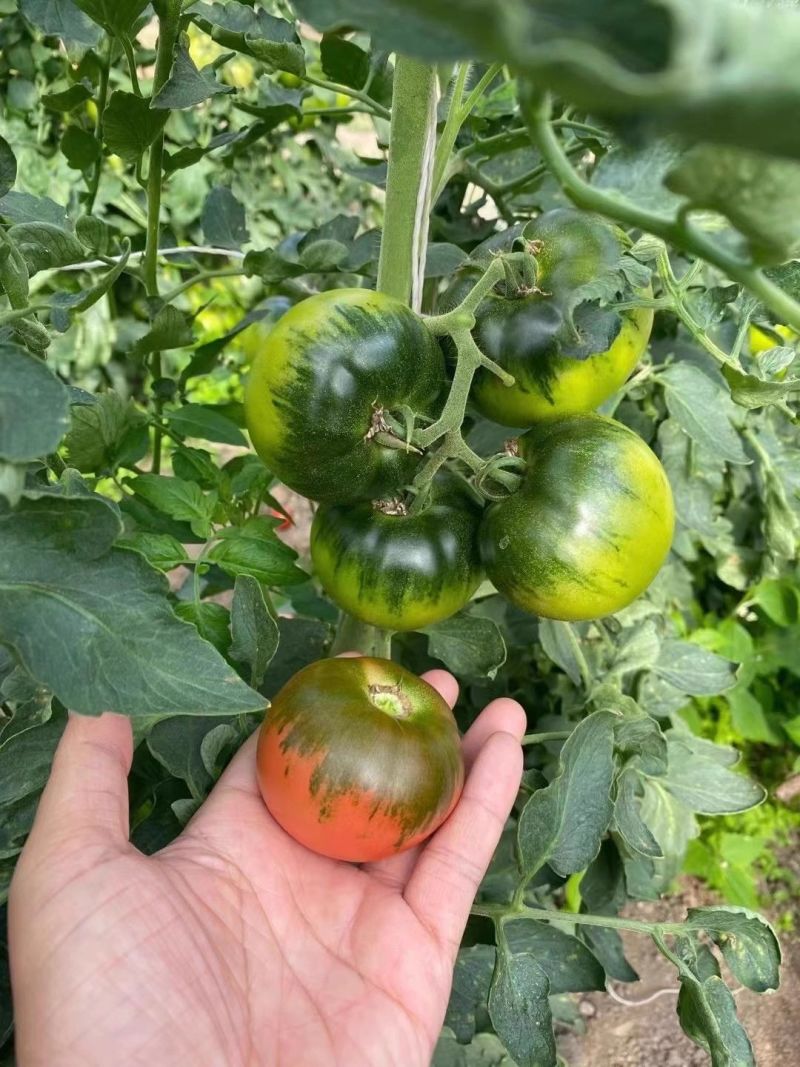 草莓水果番茄种子阳台盆栽四季高产蔬菜北方播种特色超甜早熟
