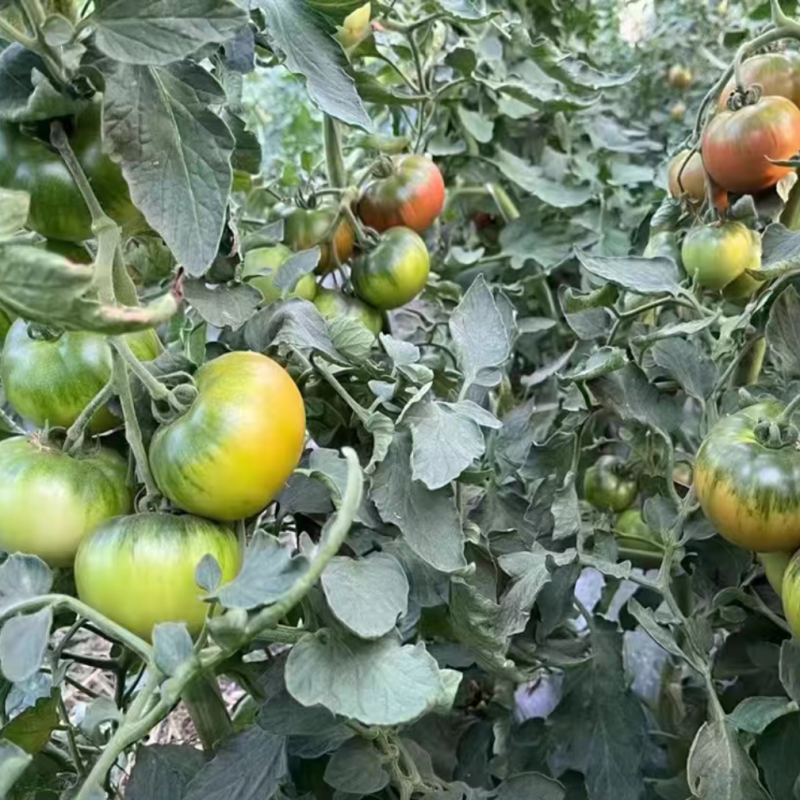 草莓水果番茄种子阳台盆栽四季高产蔬菜北方播种特色超甜早熟