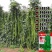 翠豇1号长豇豆种籽结荚多产量高春秋基地大田播种长豆角种籽