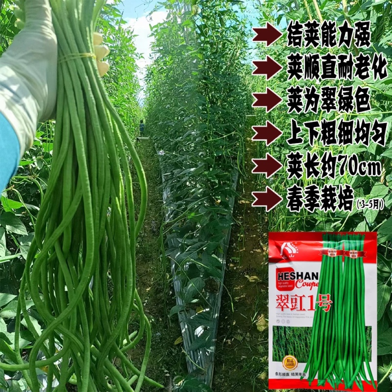 翠豇1号长豇豆种籽结荚多产量高春秋基地大田播种长豆角种籽