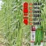翠豇1号长豇豆种籽结荚多产量高春秋基地大田播种长豆角种籽