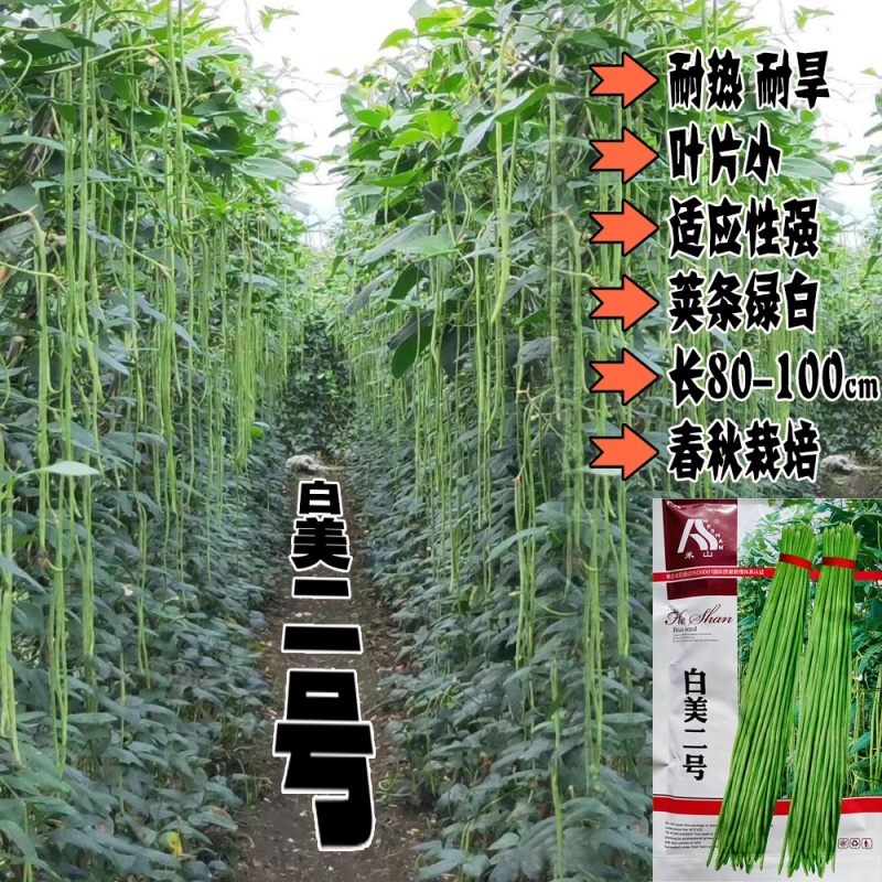 翠豇1号长豇豆种籽结荚多产量高春秋基地大田播种长豆角种籽