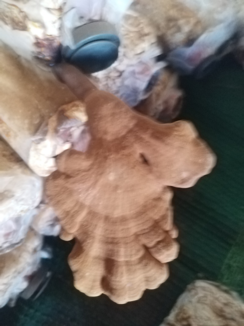 灵芝