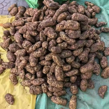 云南昭通彝良小草坝本地天麻