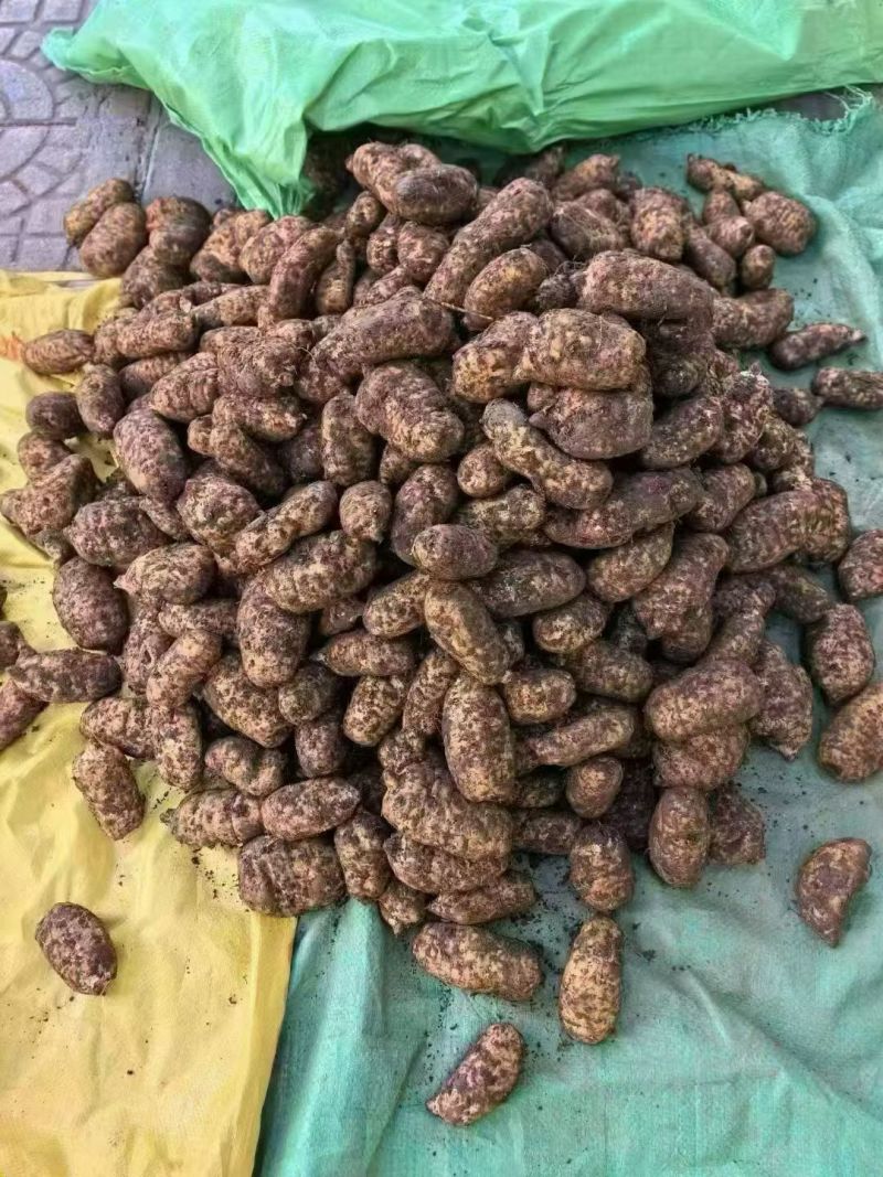 云南昭通彝良小草坝本地天麻