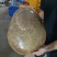 甲鱼肉质鲜嫩弹牙，裙边软糯胶质满满。烹饪后汤汁浓郁醇厚，