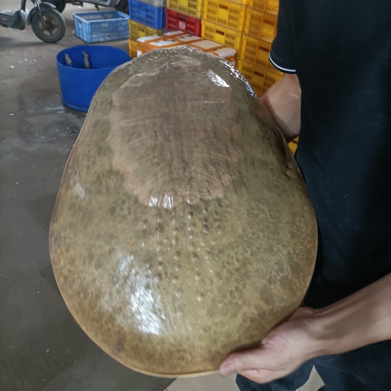 甲鱼肉质鲜嫩弹牙，裙边软糯胶质满满。烹饪后汤汁浓郁醇厚，