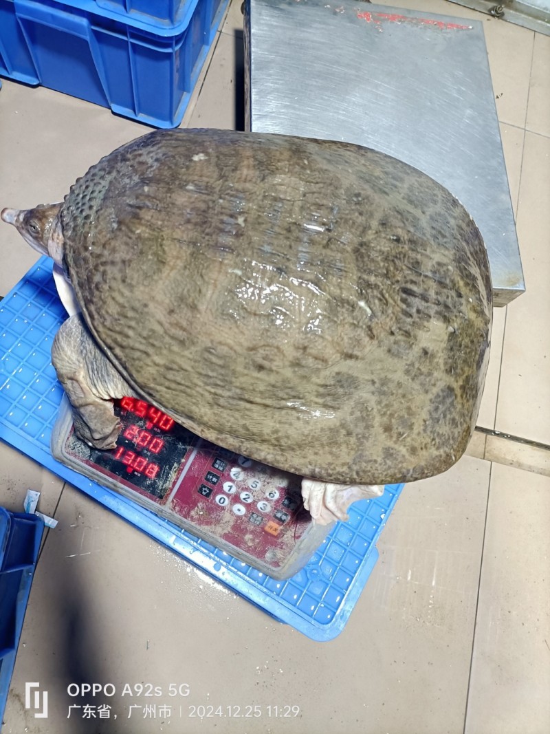 甲鱼肉质鲜嫩弹牙，裙边软糯胶质满满。烹饪后汤汁浓郁醇厚，