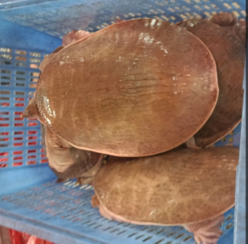 甲鱼肉质鲜嫩弹牙，裙边软糯胶质满满。烹饪后汤汁浓郁醇厚，