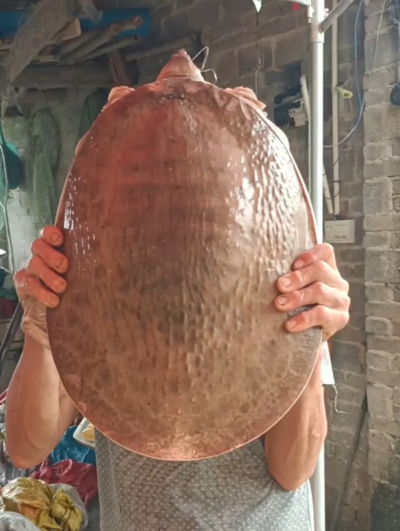 甲鱼肉质鲜嫩弹牙，裙边软糯胶质满满。烹饪后汤汁浓郁醇厚，