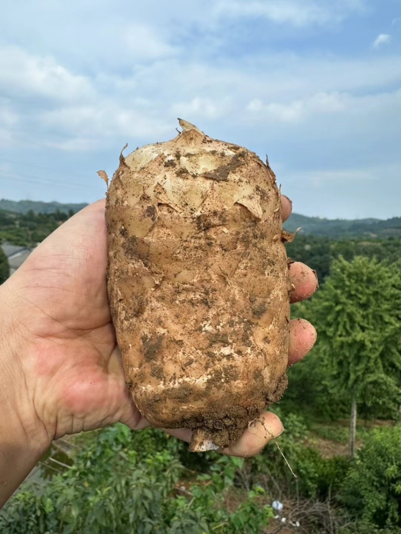 【产地直销】林下仿野生种植天麻鲜天麻新鲜天麻杂交天麻