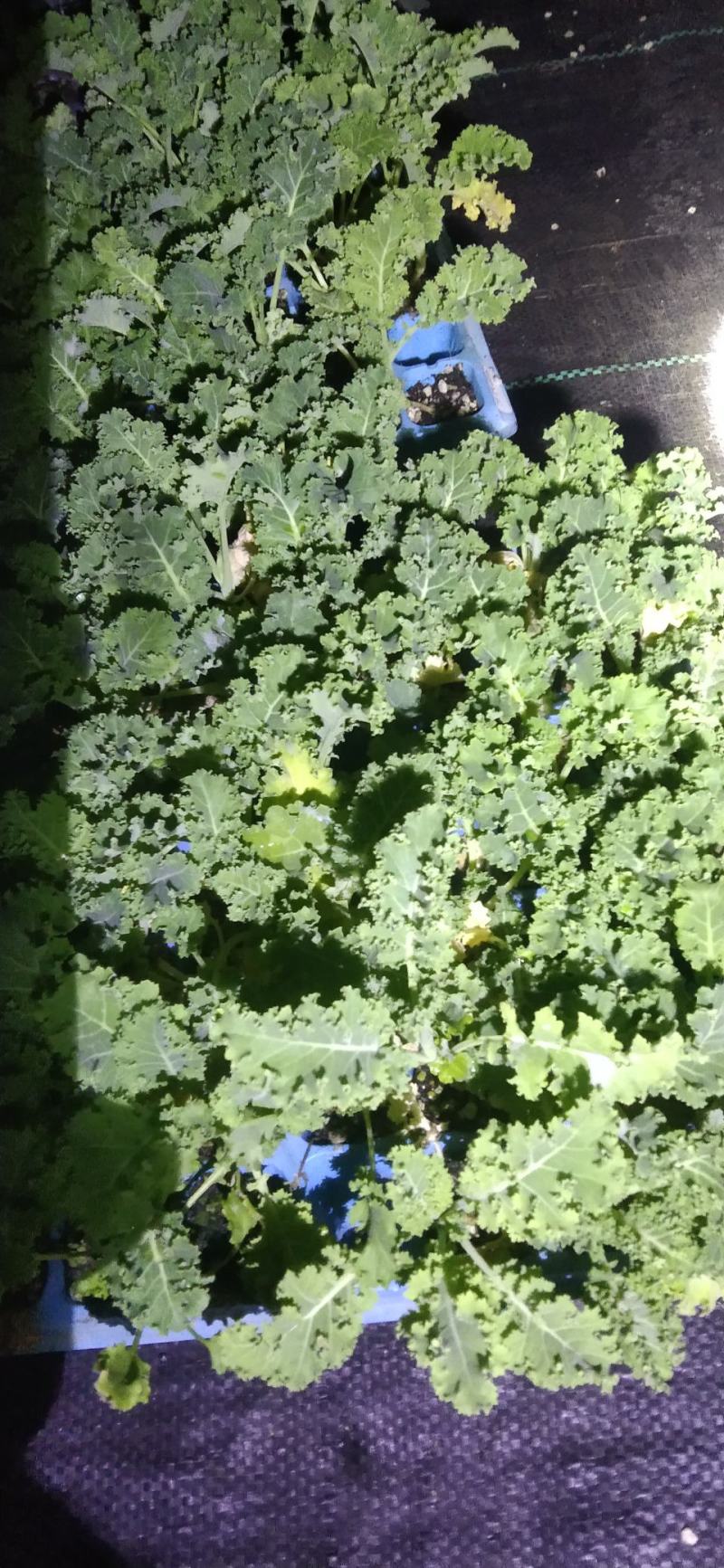 羽衣甘蓝