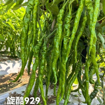 旋酷929辣椒种子长果型全螺旋顺直线椒中早熟抗性强