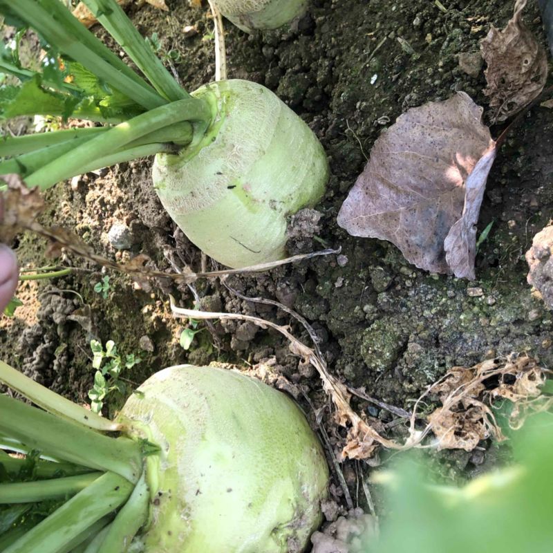 60亩优质芥菜疙瘩上市中，需要的可以联系