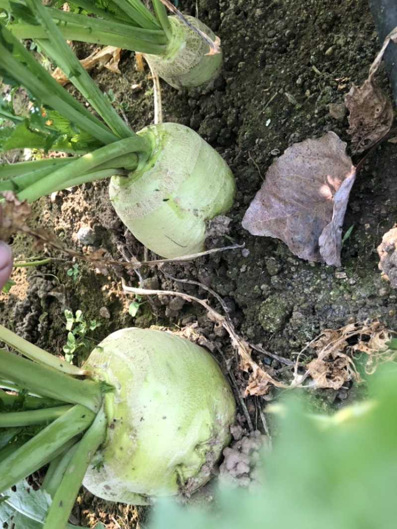 60亩优质芥菜疙瘩上市中，需要的可以联系
