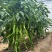 华螺306全螺型螺丝椒种子中早熟绿果螺旋度好麻面有光泽