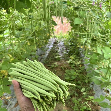 吉财金斗芸小金豆角种子抗寒耐热种籽四季豆早熟春秋蔬菜