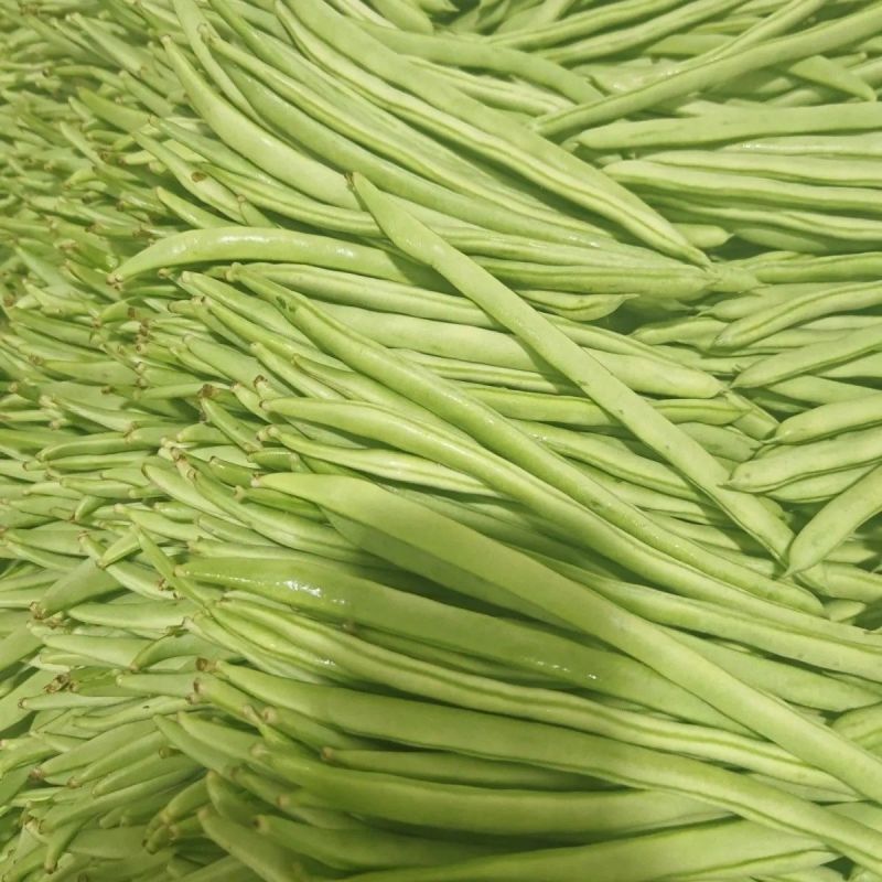 吉财金斗芸小金豆角种子抗寒耐热种籽四季豆早熟春秋蔬菜