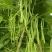 吉财金斗芸小金豆角种子抗寒耐热种籽四季豆早熟春秋蔬菜