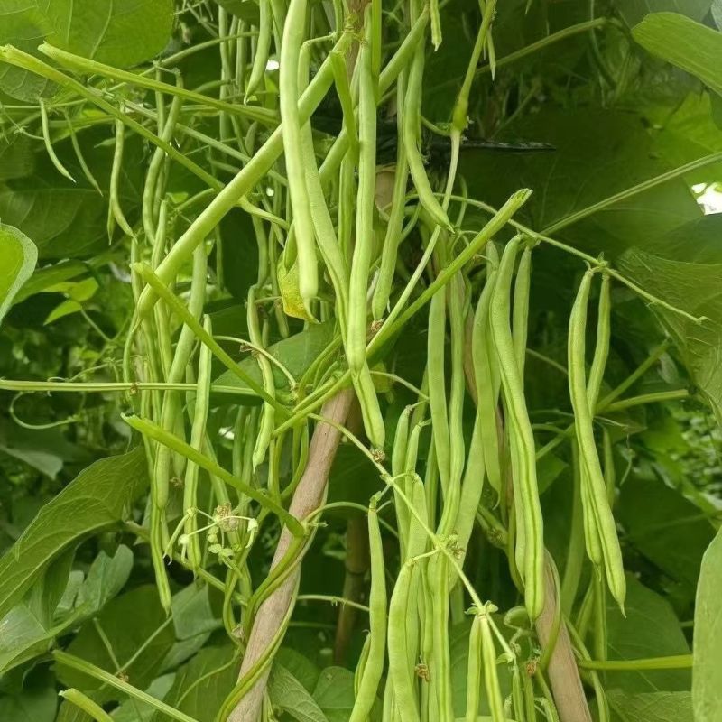 吉财金斗芸小金豆角种子抗寒耐热种籽四季豆早熟春秋蔬菜
