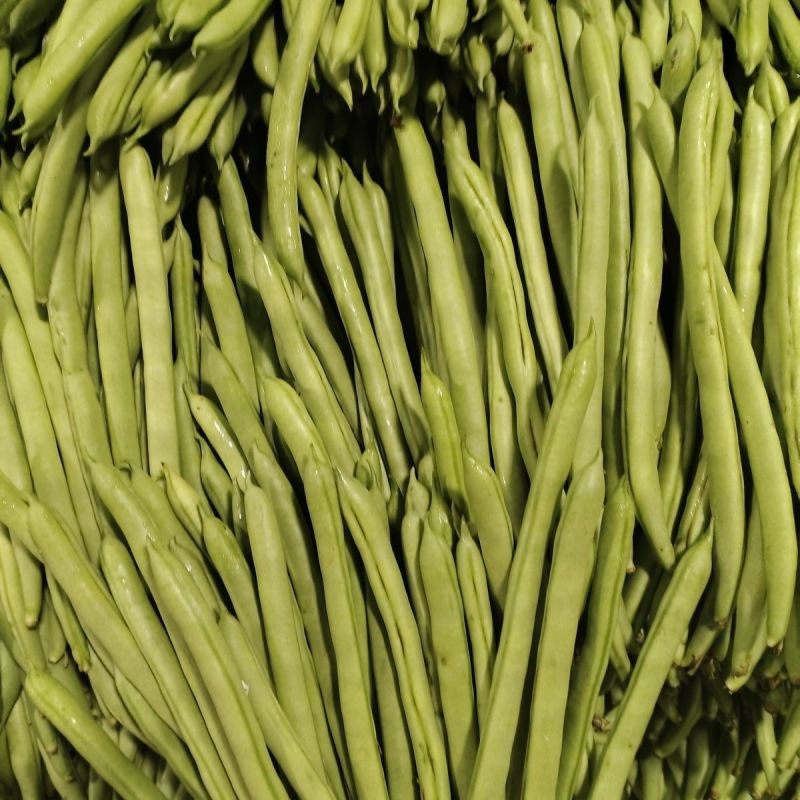 吉财金斗芸小金豆角种子抗寒耐热种籽四季豆早熟春秋蔬菜