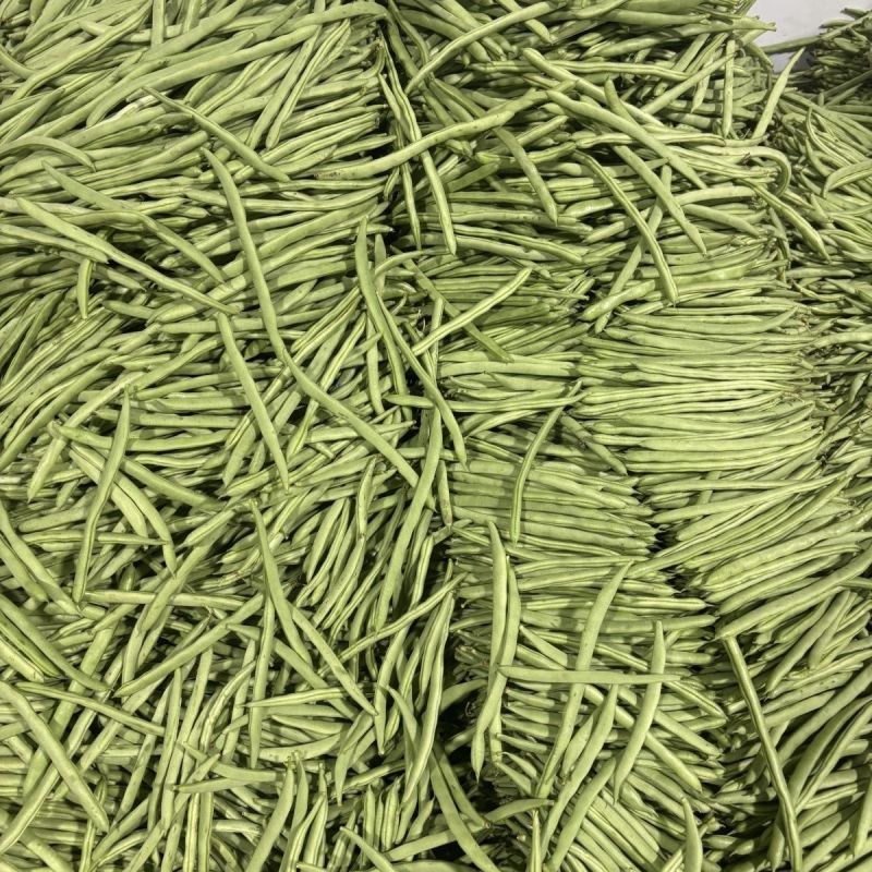 吉财金斗芸小金豆角种子抗寒耐热种籽四季豆早熟春秋蔬菜