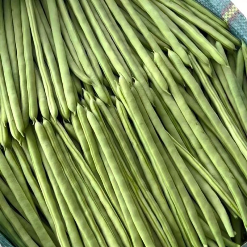 吉财金斗芸小金豆角种子抗寒耐热种籽四季豆早熟春秋蔬菜