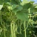 吉财金斗芸小金豆角种子抗寒耐热种籽四季豆早熟春秋蔬菜