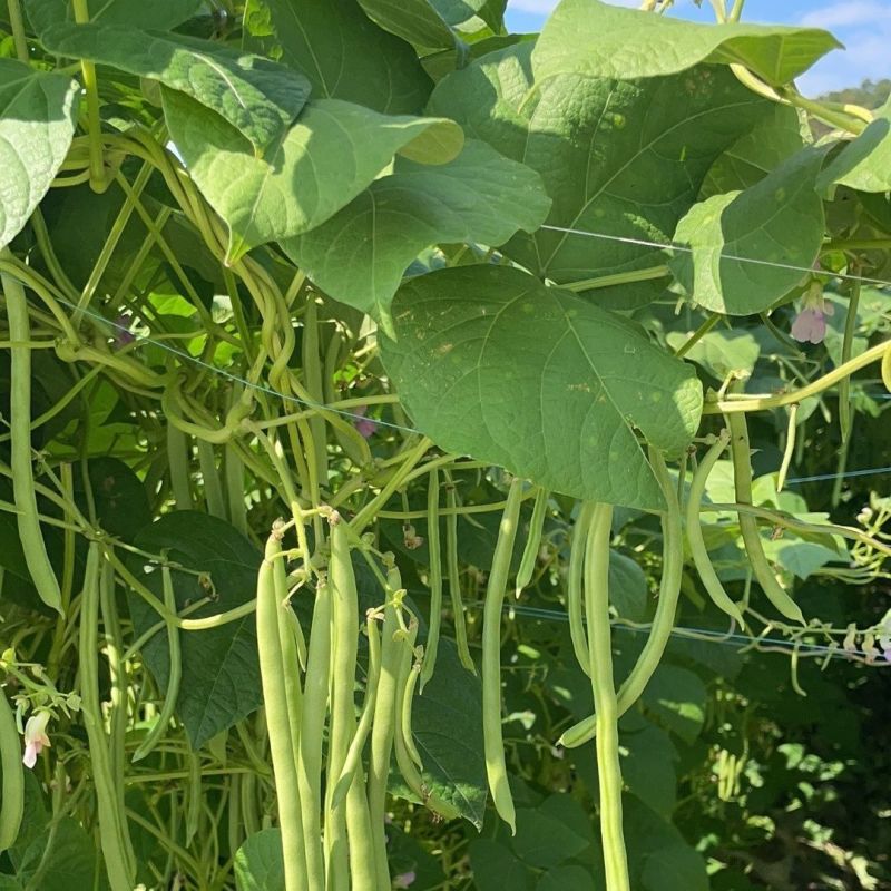 吉财金斗芸小金豆角种子抗寒耐热种籽四季豆早熟春秋蔬菜