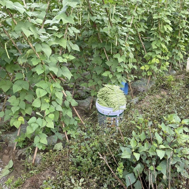 吉财金斗芸小金豆角种子抗寒耐热种籽四季豆早熟春秋蔬菜