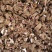 白勺芽头亳州本地白勺芽头基地直供，成活率高售后保障欢迎电
