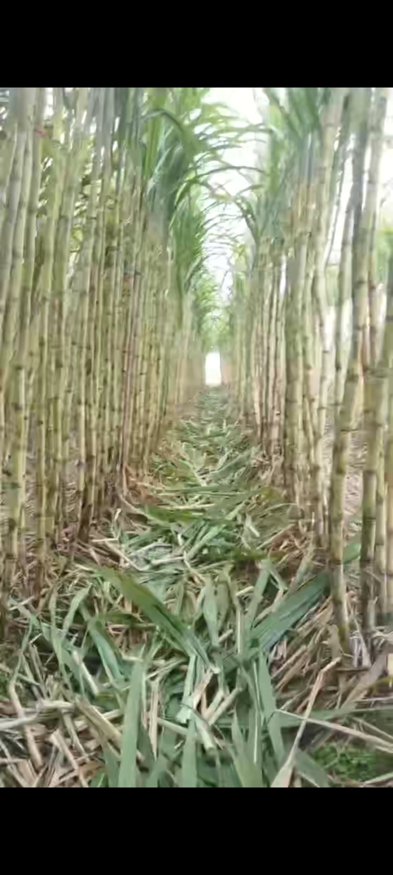 黄皮甘蔗热卖中