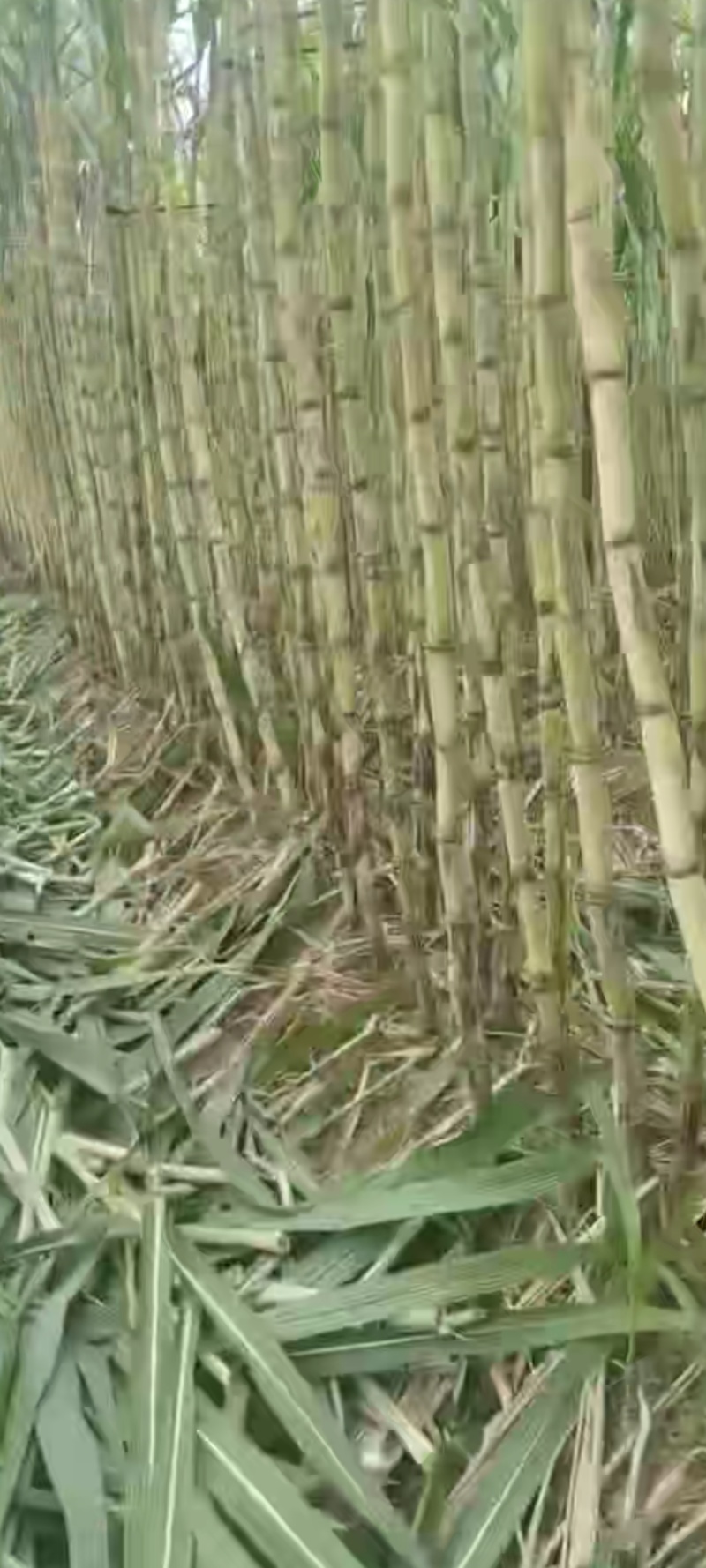 黄皮甘蔗热卖中