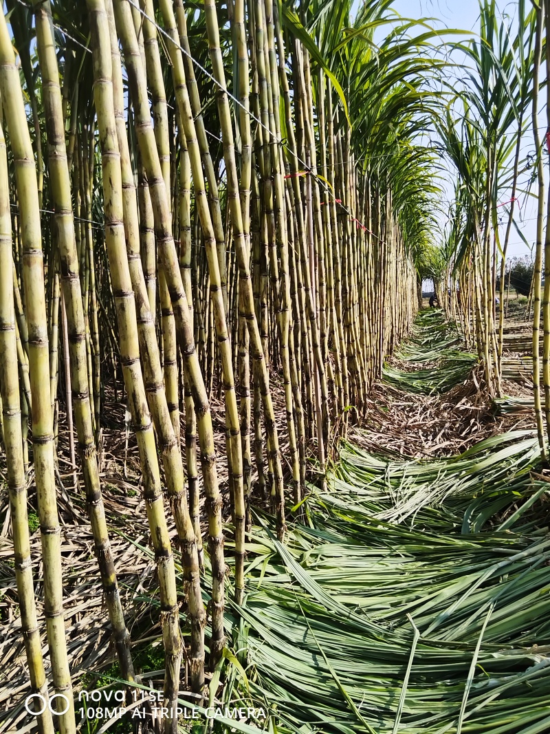 黄皮甘蔗热卖中