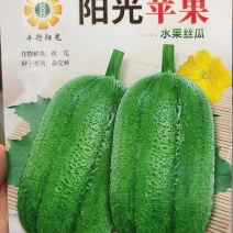 丝瓜种子阳光苹果丝瓜