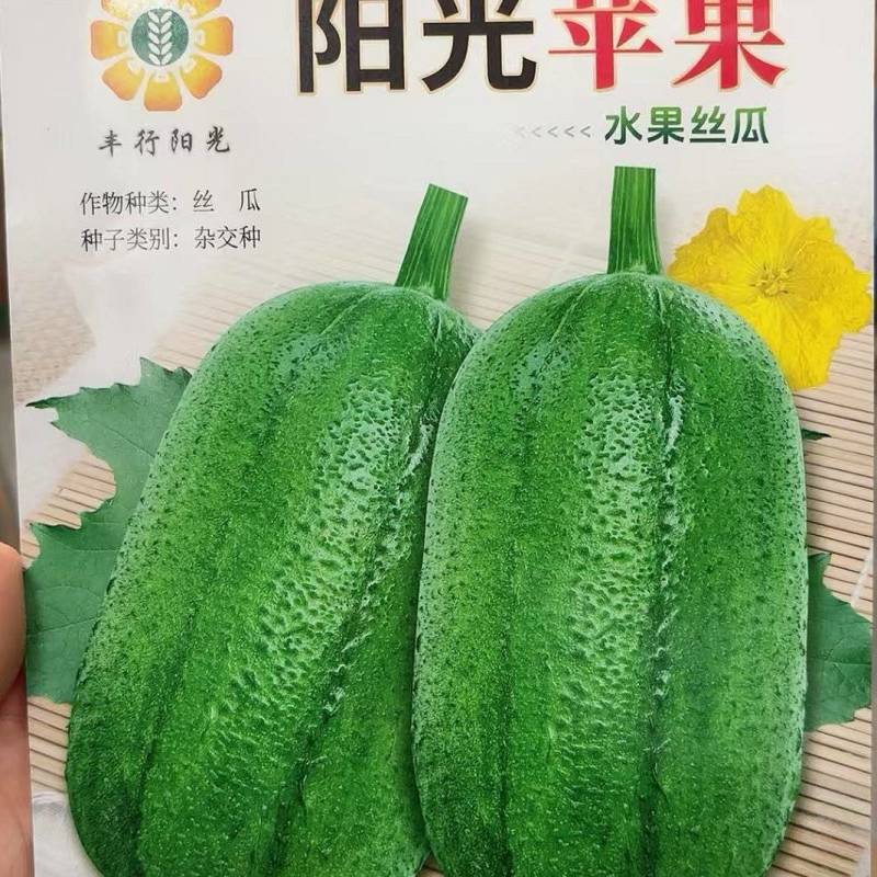丝瓜种子阳光苹果丝瓜