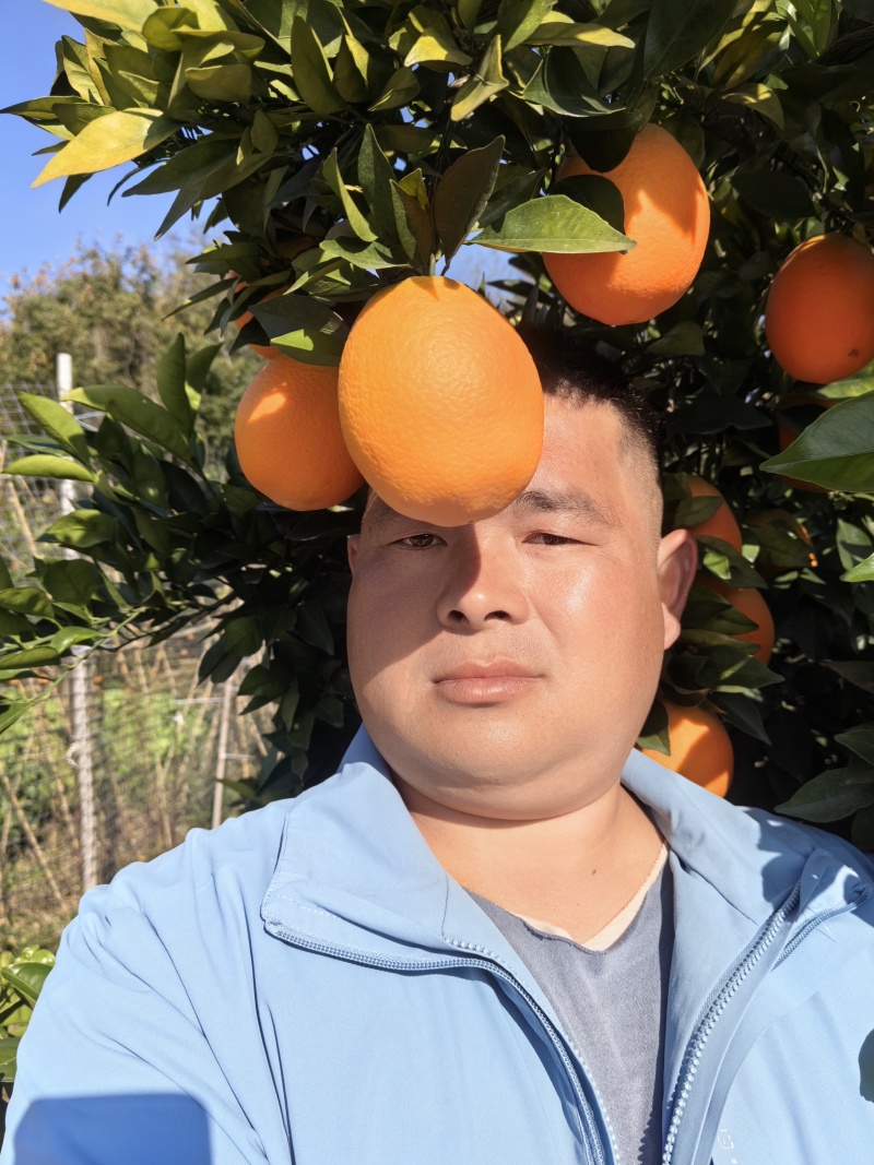 纽荷尔脐橙橙子熟了各位客商可以过来订货。又大又甜的脐橙。